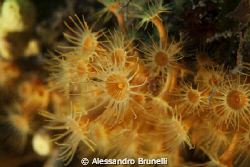Parazoanthus axinelle fotografati all'isola Gallinara by Alessandro Brunelli 